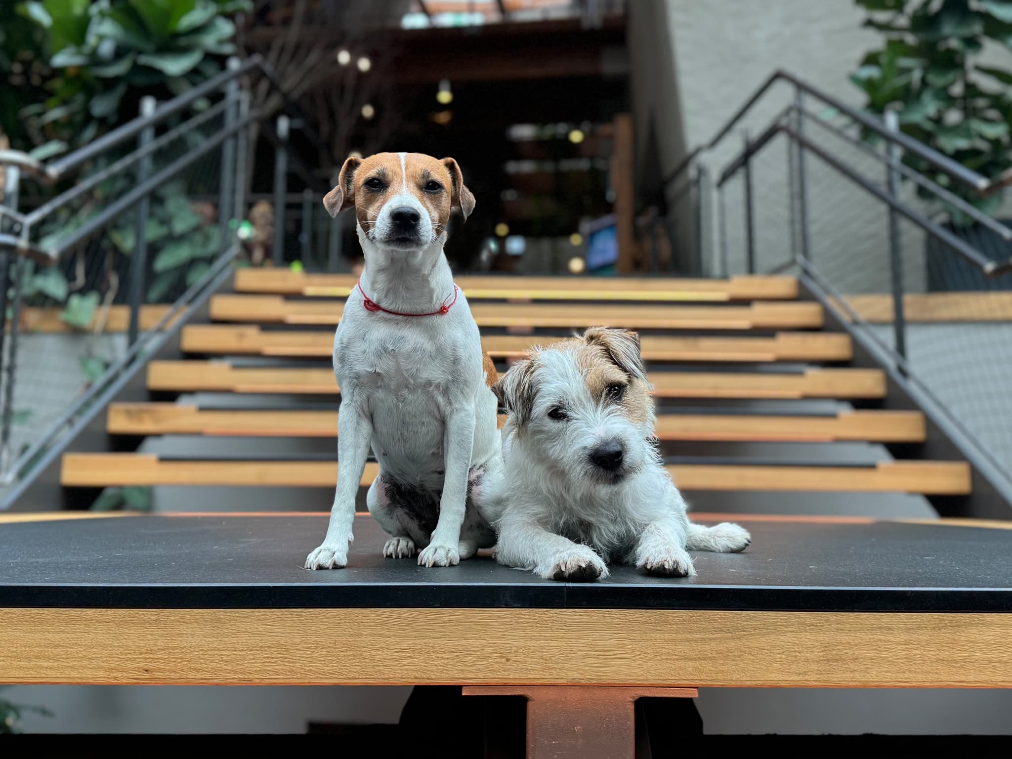 Zwei Hunde sitzen auf einer Treppe im ULRICHSHOF